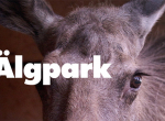 Älgparken